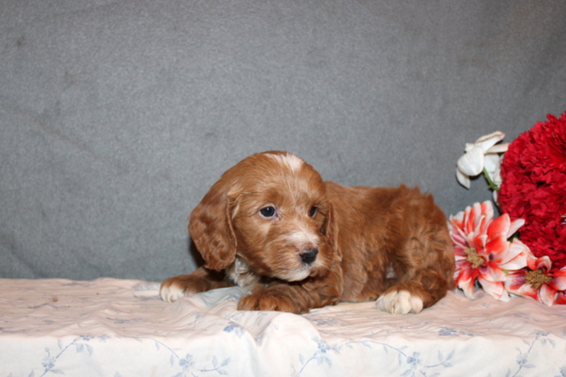 puppy, for, sale, Mini Goldendoodle F2B, Matthew B. Stoltzfus, dog, breeder, Gap, PA, dog-breeder, puppy-for-sale, forsale, nearby, find, puppyfind, locator, puppylocator, aca